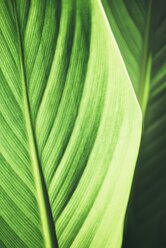 Leaf of banana plant, Musaceae, close up - ELF001590