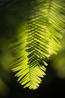 Kurztriebe mit Nadeln des Mammutbaums, Metasequoia glyptostroboides - ELF001591