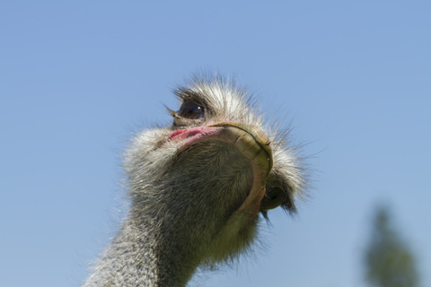 African ostrich, Struthio camelus stock photo