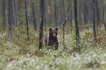 Finnland, Kuhmo, Braunbär bei Kainuu - ZC000323