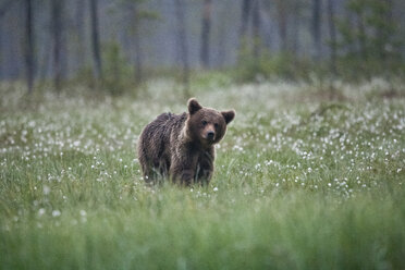 Finnland, Kuhmo, Braunbär bei Kainuu - ZC000324