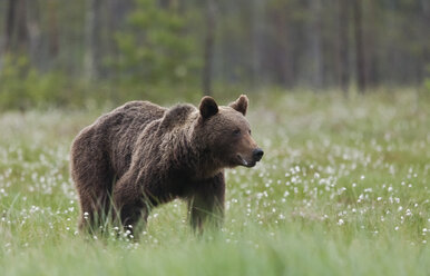 Finnland, Kuhmo, Braunbär bei Kainuu - ZC000326