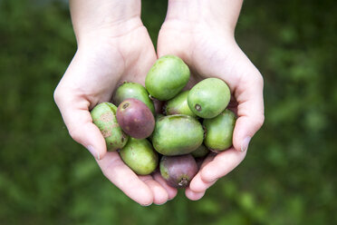 Girl's hands holding hardy kiwis - SARF002127