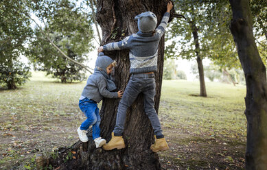 Rückenansicht von zwei kleinen Jungen, die auf einen Baum klettern - MGOF000778
