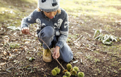 Boy with collected sweet chestnuts - MGOF000789