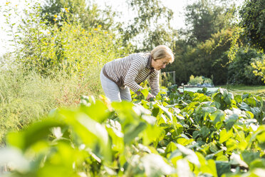 Ältere Frau bei der Gartenarbeit im Gemüsebeet - UUF005720