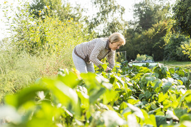 Senior woman gardening in vegetable patch - UUF005720