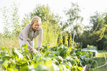 Ältere Frau bei der Gartenarbeit im Gemüsebeet - UUF005721