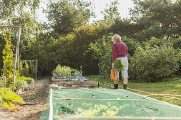 Ältere Frau hält ein Bündel Karotten und geht im Garten spazieren - UUF005725