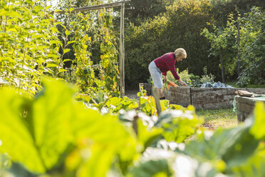 Senior woman gardening in vegetable patch - UUF005726