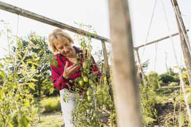 Ältere Frau im Garten bei der Betrachtung einer Tomatenpflanze - UUF005734