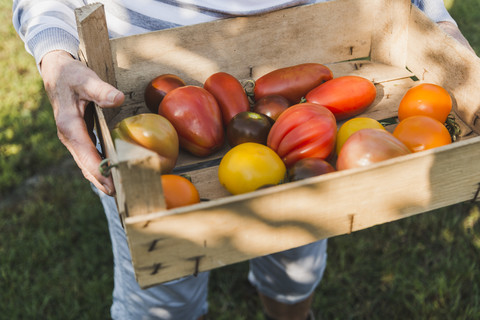 Frau hält Kiste mit einer Vielzahl von Tomaten, lizenzfreies Stockfoto