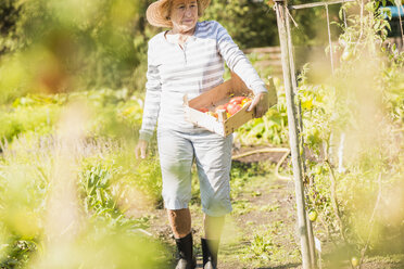Ältere Frau im Garten, die eine Kiste mit einer Vielzahl von Tomaten hält - UUF005744