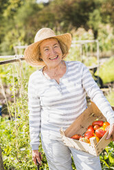 Lächelnde ältere Frau im Garten, die eine Kiste mit einer Vielzahl von Tomaten hält - UUF005745