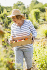 Senior woman in garden holding crate with variety of tomatoes - UUF005746