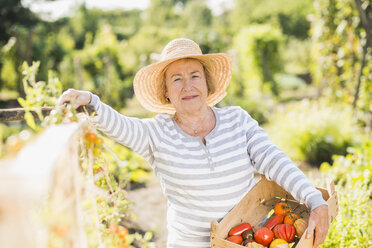 Lächelnde ältere Frau im Garten, die eine Kiste mit einer Vielzahl von Tomaten hält - UUF005747