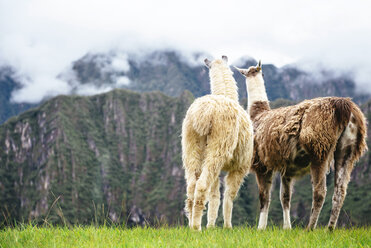 Peru, Region Machu Picchu, Zwei Llamas mit Blick auf neblige Berge - GEMF000412