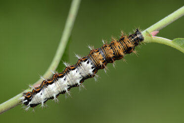 Komma, Polygonia c-album, Raupe - MJOF001102