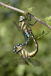 Wandernde Hausierer, Aeshna mixta, Paarung - MJOF001103