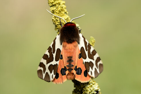 Garten-Tigerfalter, Arctia caja - MJOF001106