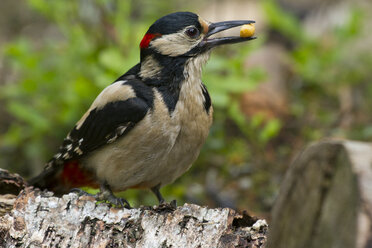 Great spotted woodpecker, Dendrocopos major - ZC000330