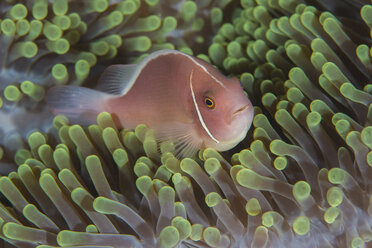 Malaysia, Oranger Stinktier-Anemonenfisch, Amphiprion sandaracinos - TOVF000030