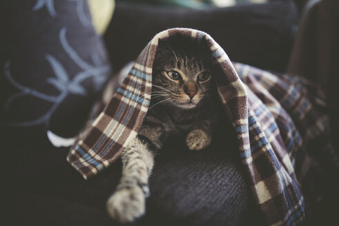 Porträt einer getigerten Katze, die sich unter einer Decke auf der Couch versteckt - RAEF000513