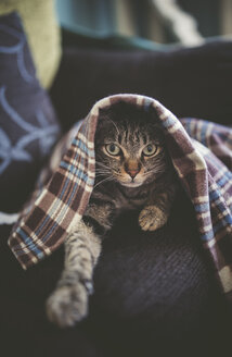 Porträt einer getigerten Katze, die sich unter einer Decke auf der Couch versteckt - RAEF000514