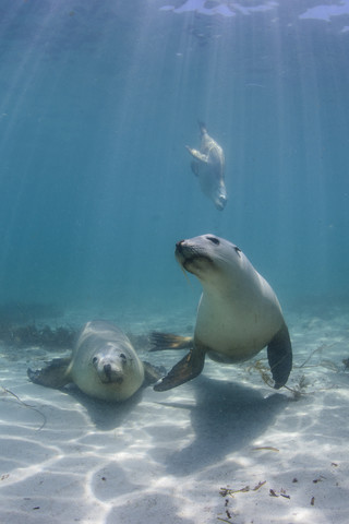 Südaustralien, Hopkins Island, Seelöwen, lizenzfreies Stockfoto