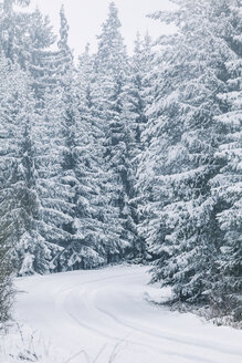 Bulgaria, Vitosha Mountain, winter road - BZF000257