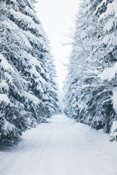 Bulgarien, Vitosha-Gebirge, Winterstraße - BZF000258