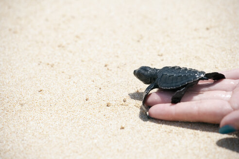 Sri Lanka, Meeresschildkröte in der Hand am Strand - NNF000238