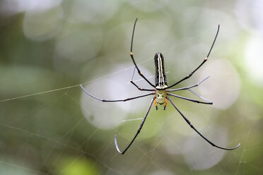 Sri Lanka, Spinne im Spinnennetz - NNF000240