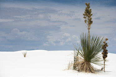 USA, New Mexico, White Sands National Monument, Pflanze, die in einer Sanddüne wächst - NNF000245