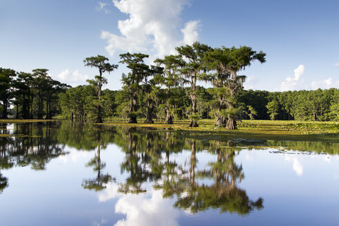 USA, Texas, Caddo Lake State Park - NNF000253