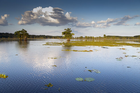 USA, Texas, Caddo Lake State Park - NNF000254