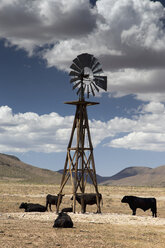 USA, Texas, cattle at water windmill - NNF000257