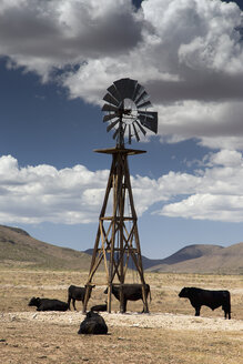 USA, Texas, Rinder an einer Wasserwindmühle - NNF000257