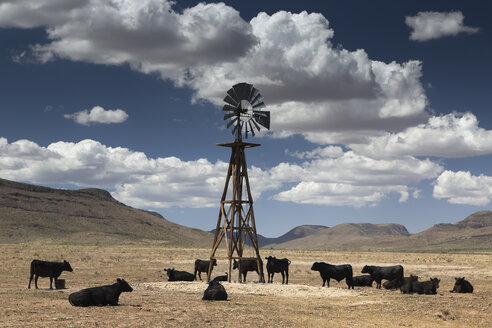 USA, Texas, Rinder an einer Wasserwindmühle - NNF000258