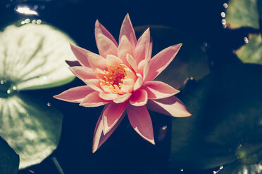 Pink Water Lily in a pond - GEMF000437