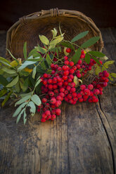 Wickerbasket and rowanberries on dark wood - LVF003939