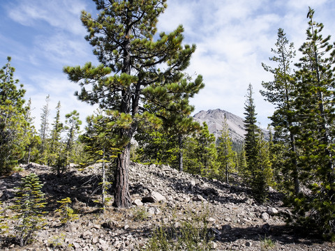 USA, California, Lassen Volcanic National Park, Lassen Peak and pine trees stock photo