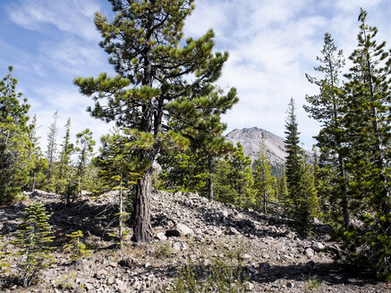 USA, Kalifornien, Lassen Volcanic National Park, Lassen Peak und Kiefern - SBDF002264