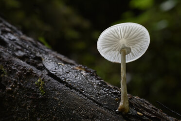 Deutschland, Spessart, Oudemansiella - FDF000134