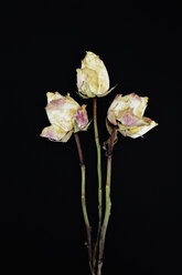 Drei verwelkte Rosenblüten vor schwarzem Hintergrund - AX000771
