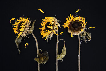 Drei verwelkte Sonnenblumen vor schwarzem Hintergrund - AXF000772