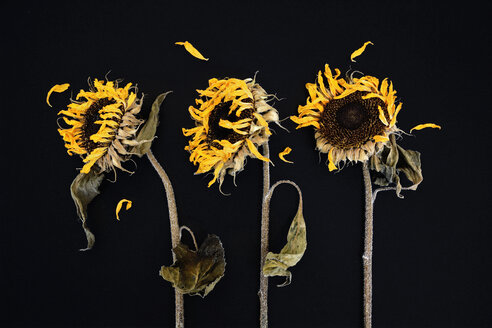 Drei verwelkte Sonnenblumen vor schwarzem Hintergrund - AXF000772