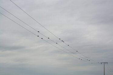 Flock of pigeons sitting at transmission lines in front of clouded sky - AXF000776