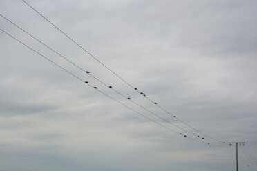 Taubenschwarm auf Hochspannungsleitungen vor bewölktem Himmel - AXF000776