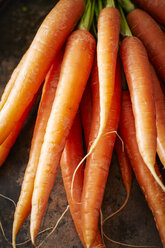 Bunch of carrots - KSWF001609